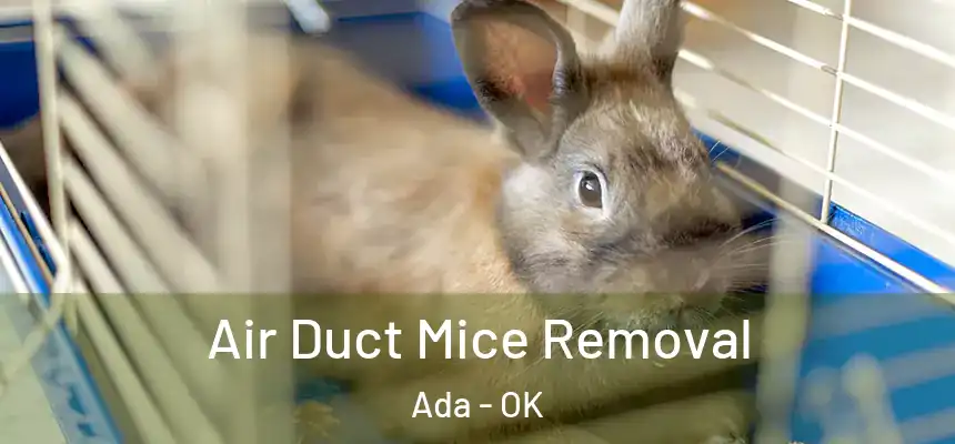 Air Duct Mice Removal Ada - OK